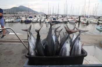 El Campeonato de Pesca de Bonito retorna este s�bado al Abra - 