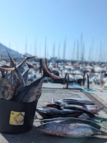 El Campeonato de Pesca de Bonito del RCMA-RSC celebr� su tercera edici�n al Abra - 